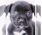 Small #7 American Staffordshire Terrier-Labrador Retriever Mix
