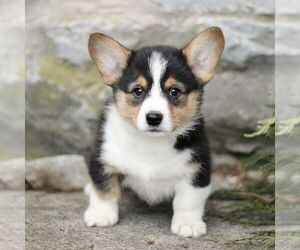 Pembroke Welsh Corgi Puppy for sale in MANHEIM, PA, USA