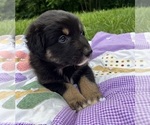 Puppy Anna Australian Shepherd