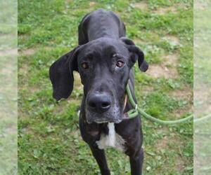 Great Dane Dogs for adoption in Murfreesboro, TN, USA