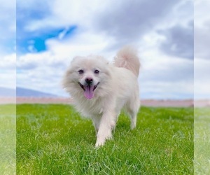 Father of the American Eskimo Dog puppies born on 04/28/2022