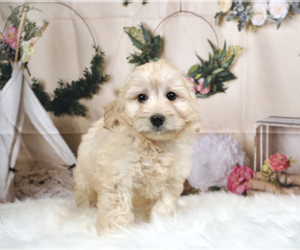 Medium Photo #1 Bernedoodle-Poodle (Miniature) Mix Puppy For Sale in WARSAW, IN, USA