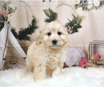 Small Photo #1 Bernedoodle-Poodle (Miniature) Mix Puppy For Sale in WARSAW, IN, USA