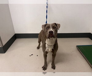 Mutt Dogs for adoption in Corona, CA, USA