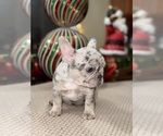 Small Photo #8 French Bulldog Puppy For Sale in HILTON, NY, USA
