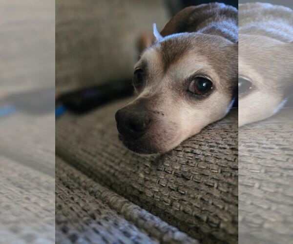 Medium Photo #1 Feist Terrier-Unknown Mix Puppy For Sale in Albemarle, NC, USA