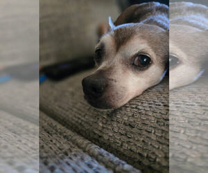 Feist Terrier-Unknown Mix Dogs for adoption in Albemarle, NC, USA
