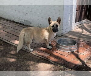 Pembroke Welsh Corgi-Unknown Mix Dogs for adoption in Phoenix, AZ, USA