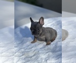 Puppy 1 French Bulldog