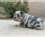 Puppy Sold French Bulldog