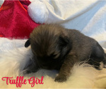 Puppy Truffle Pomsky