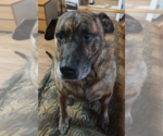 Small American Staffordshire Terrier-Plott Hound Mix