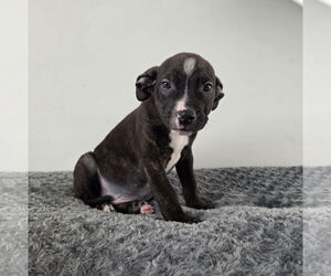 American Pit Bull Terrier Dogs for adoption in MIDWAY, UT, USA