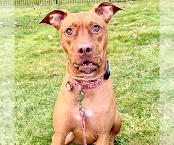 Medium Photo #4 Mutt Puppy For Sale in Canton, CT, USA