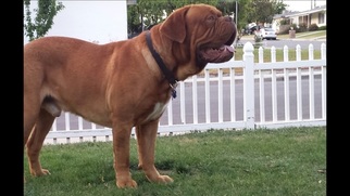 Father of the Dogue de Bordeaux puppies born on 01/25/2018