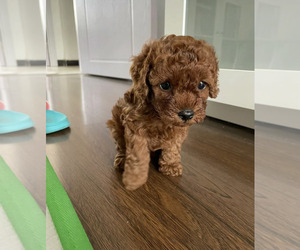 Poodle (Toy) Puppy for sale in CORONA, CA, USA