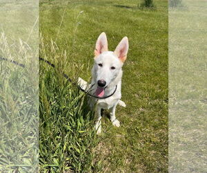 - Mix Dogs for adoption in Hoffman Estates, IL, USA