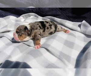English Bulldog Puppy for sale in GLENCOE, IL, USA