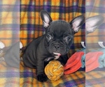 Small #3 Faux Frenchbo Bulldog