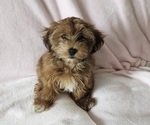 Small #4 Havanese