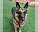 Small #1 German Shepherd Dog Mix