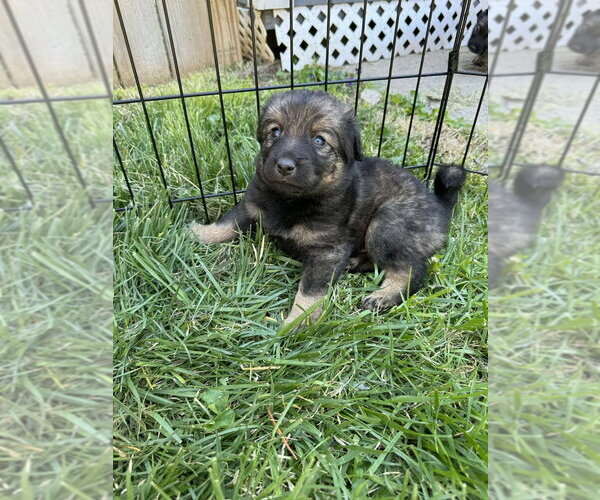 Medium Photo #1 Colonial Cocker Spaniel-Unknown Mix Puppy For Sale in Aurora, IN, USA