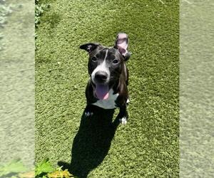 American Bulldog Dogs for adoption in Toronto, Ontario, Canada