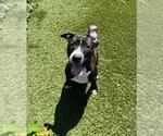 Small American Bulldog