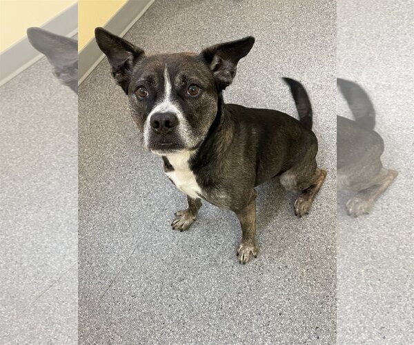 Medium Photo #1 American Pit Bull Terrier-Unknown Mix Puppy For Sale in Low Moor, VA, USA