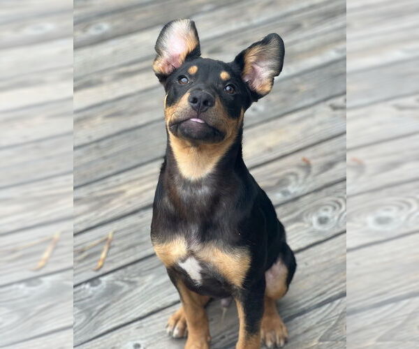 Medium Photo #6 American Pit Bull Terrier-Unknown Mix Puppy For Sale in Dana Point, CA, USA