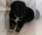 Small #27 Australian Shepherd