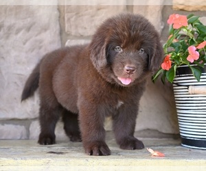 Newfoundland Puppy for sale in MILLERSBURG, OH, USA