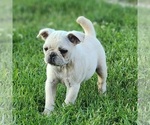 Small #6 Frenchie Pug
