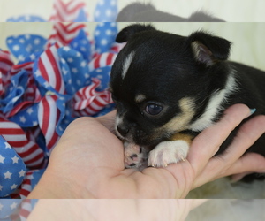 Chihuahua Puppy for sale in IVA, SC, USA