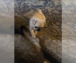 Puppy Lucille Pug