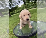 Small #10 Labrador Retriever