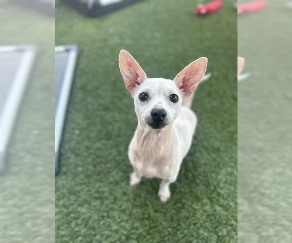 Medium Photo #1 Chihuahua-Unknown Mix Puppy For Sale in Chula Vista, CA, USA