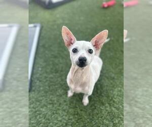 Chihuahua-Unknown Mix Dogs for adoption in Chula Vista, CA, USA