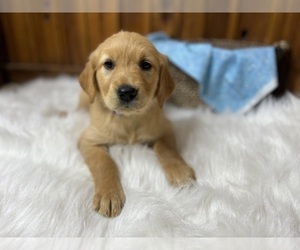 Golden Retriever Puppy for Sale in NEOLA, West Virginia USA