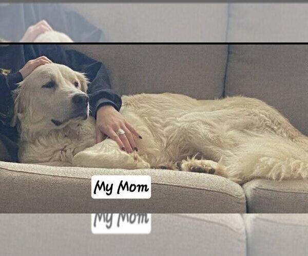 Medium Photo #3 Great Pyrenees-Unknown Mix Puppy For Sale in Foristell, MO, USA