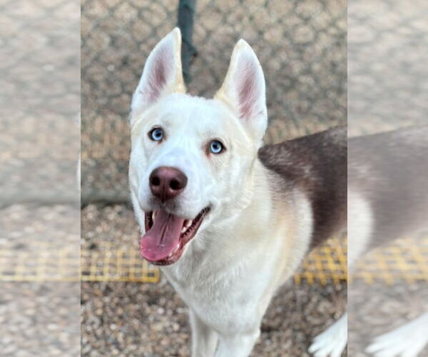 Medium Photo #1 Siberian Husky Puppy For Sale in Matawan, NJ, USA
