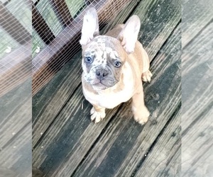 French Bulldog Puppy for Sale in ROCKY MOUNT, North Carolina USA