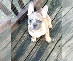Image preview for Ad Listing. Nickname: Gracie