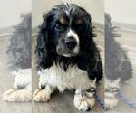 Small #2 Cocker Spaniel