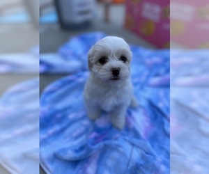 Lhatese Puppy for sale in HIGHLAND, CA, USA