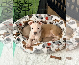 Mutt Dogs for adoption in Spotsylvania, VA, USA