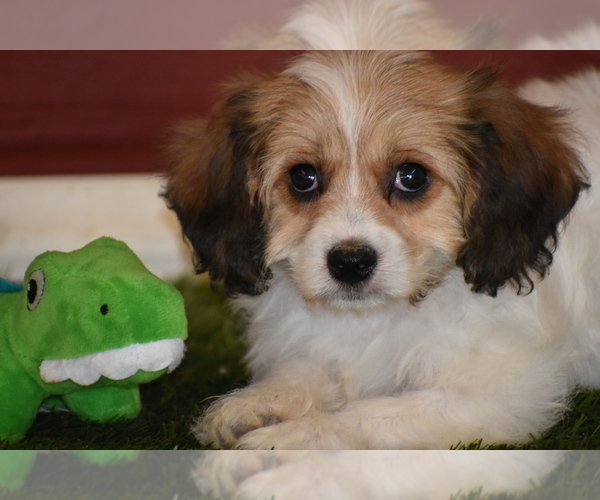 Medium Photo #14 Cavachon Puppy For Sale in ELDORADO, OH, USA