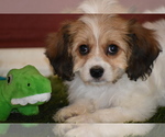 Small Photo #14 Cavachon Puppy For Sale in ELDORADO, OH, USA