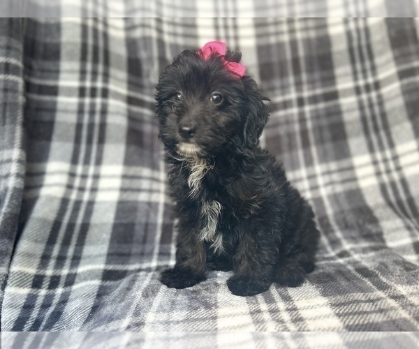 Medium Photo #3 Aussiedoodle Miniature  Puppy For Sale in LAKELAND, FL, USA