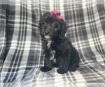 Small #2 Aussiedoodle Miniature 
